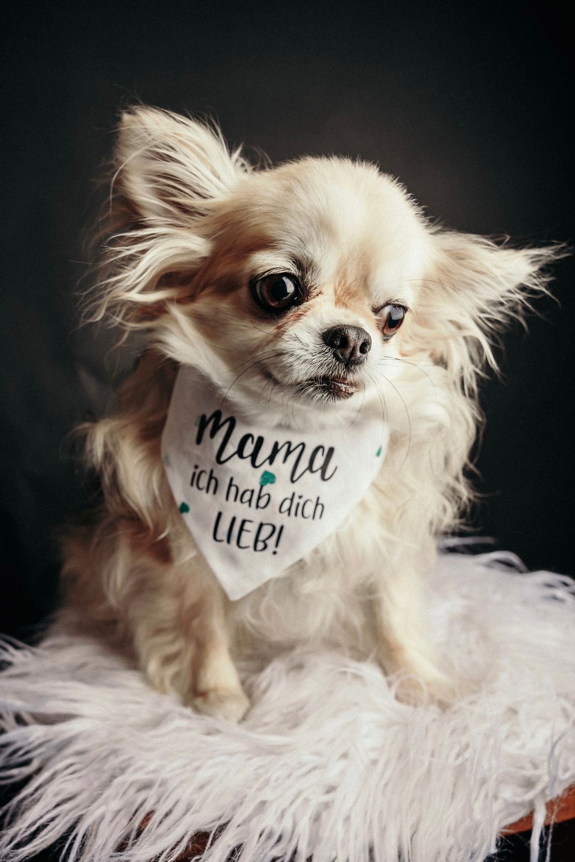 Chihuahua trägt Hundehalstuch zum Muttertag beim Fotoshooting
