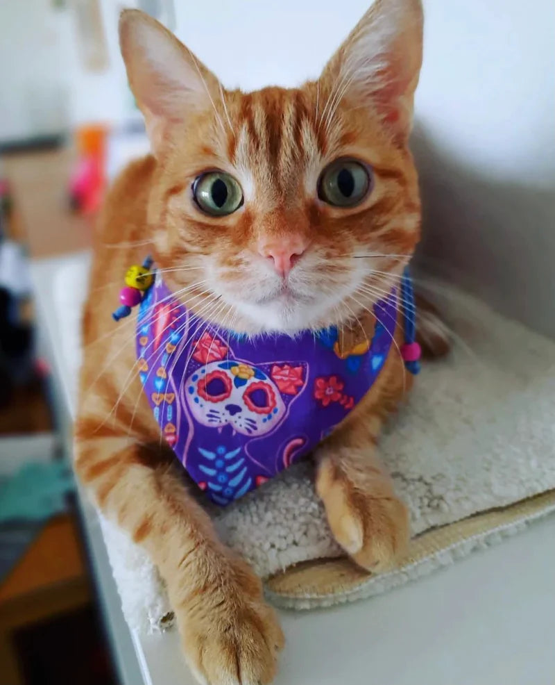 Katzenmotive