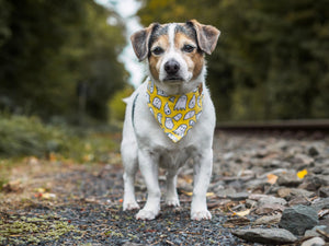 Hundehalstuch - Katzenhalstuch - Geist - Un-Boo-Lievable