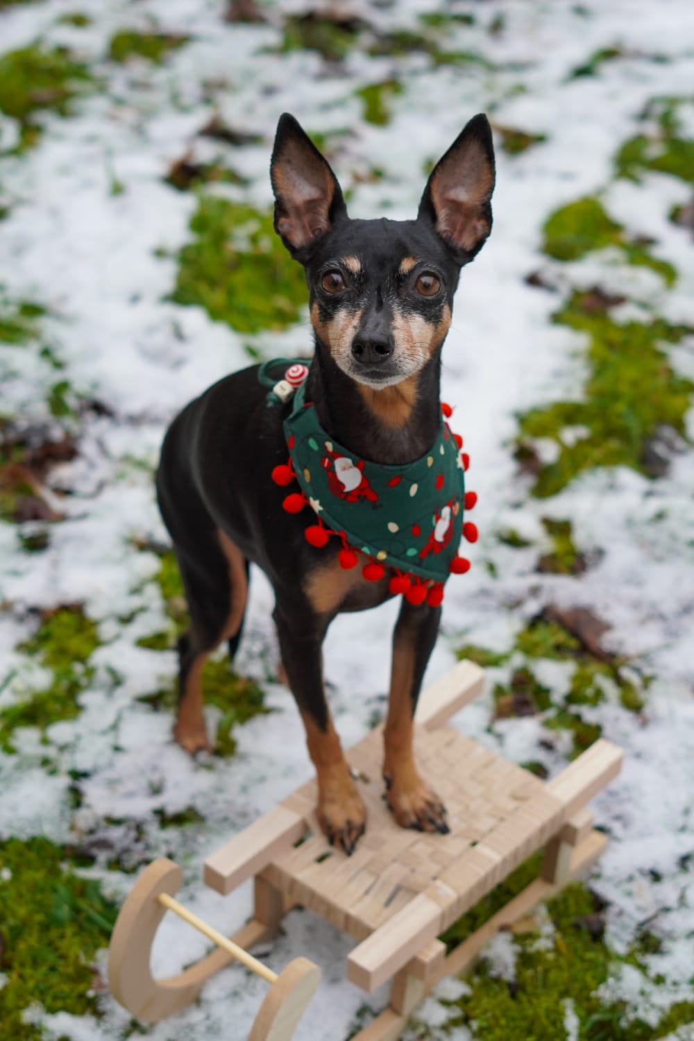 Hundehalstuch - Katzenhalstuch - Weihnachten - Rebel without a Claus