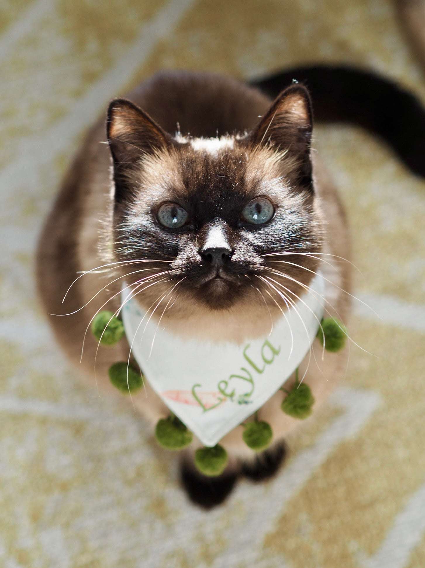 Hundehalstuch - Katzenhalstuch - personalisiert - Call me Carrot