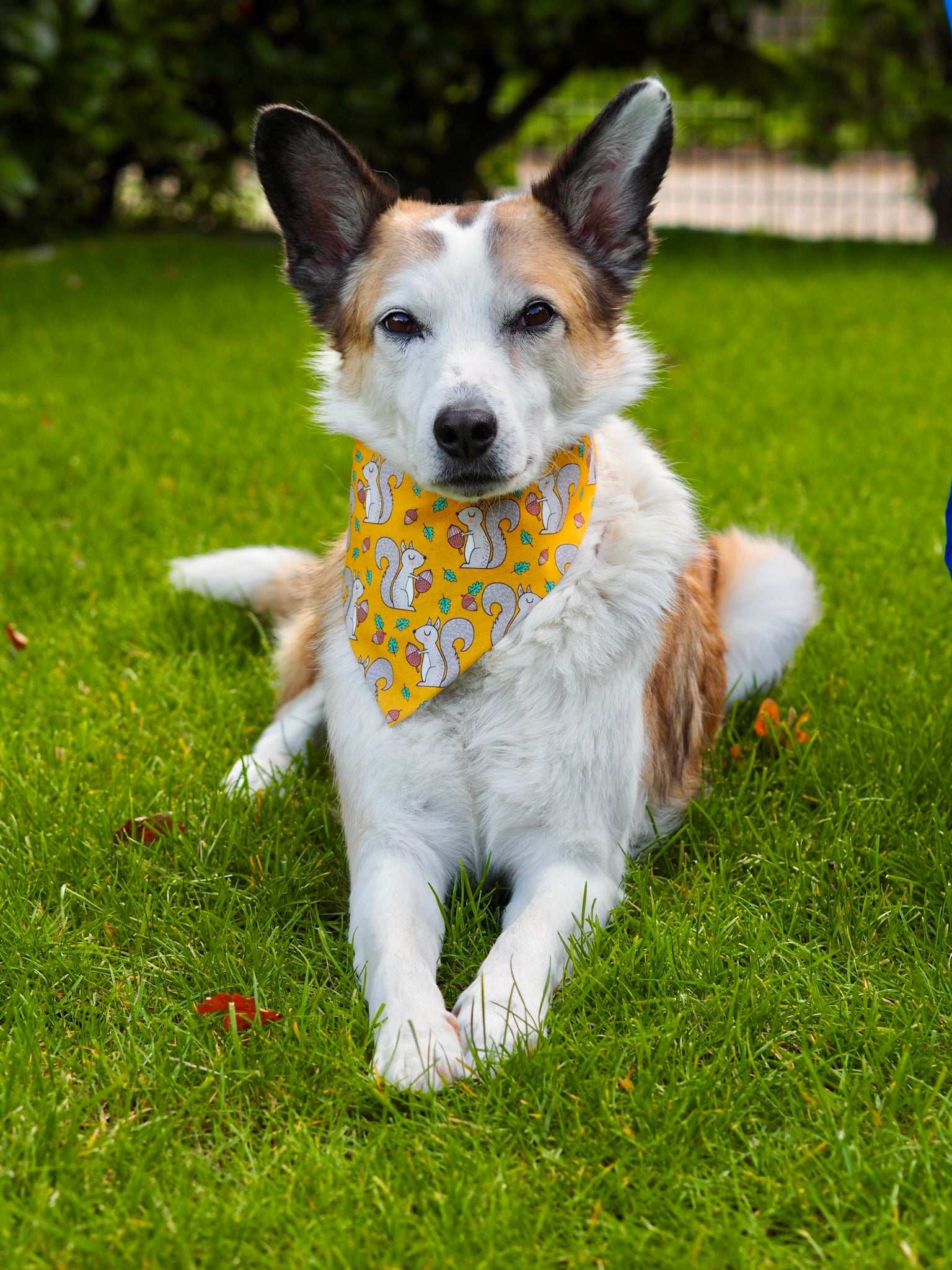 Hundehalstuch - Katzenhalstuch - Eichhörnchen - Nuts about you