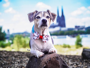 Kleiner Hund trägt Hundeschleife in weiß und rot mit Ankern am Rhein