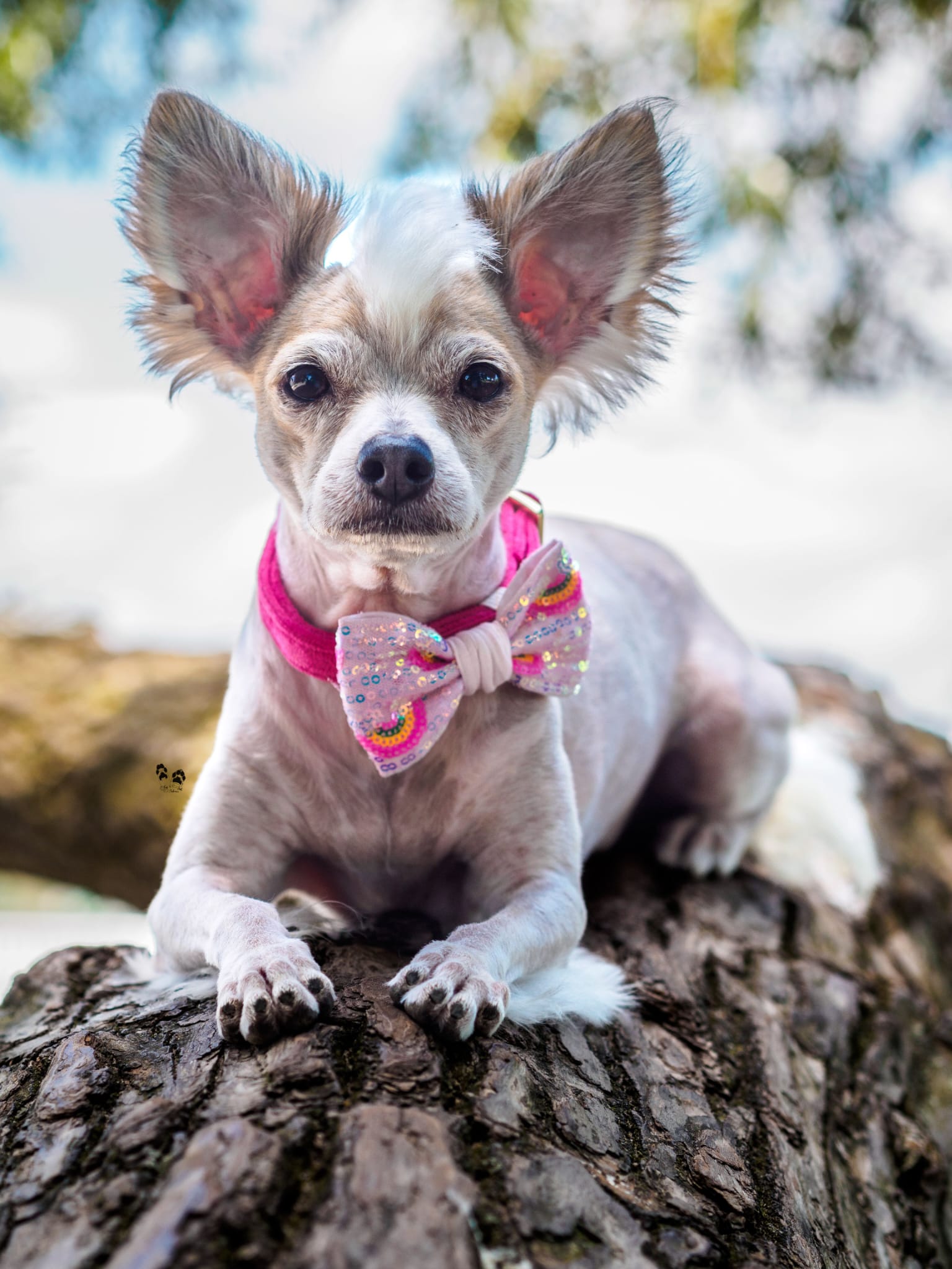 Hundemodel trägt Hundeschleife in rosa mit Pailletten und Regenbogen beim Fotoshooting