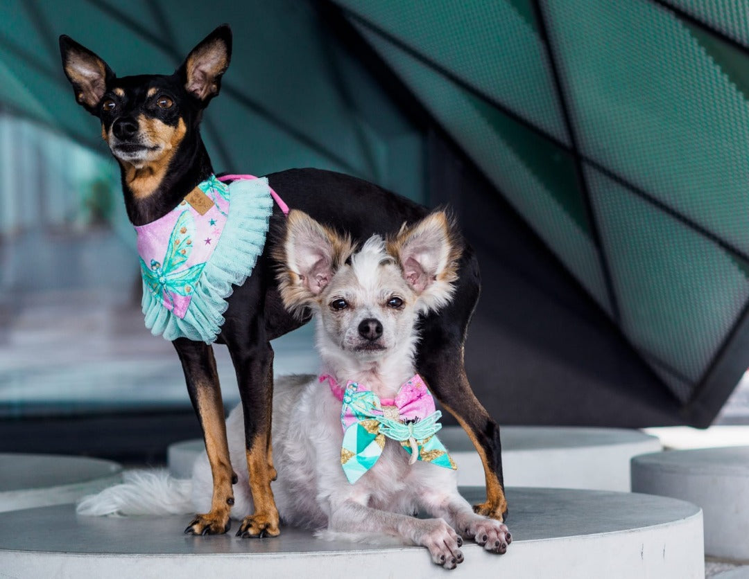 Süße Hundemodels tragen Hundeaccessoires mit Libellen in türkis und rosa
