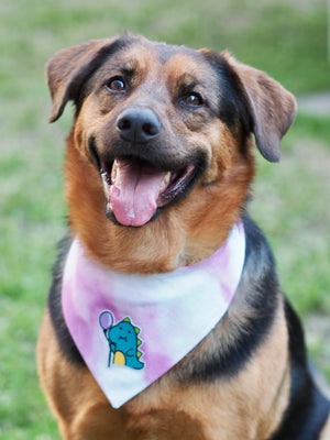 Süßer Hund trägt Hundehalstuch mit Dino beim Fotoshooting