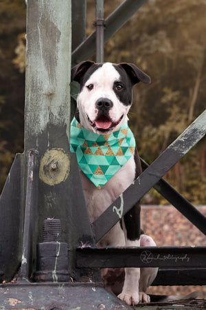 Großer Hund trägt Hundehalstuch in türkis und gold zum Fotoshooting