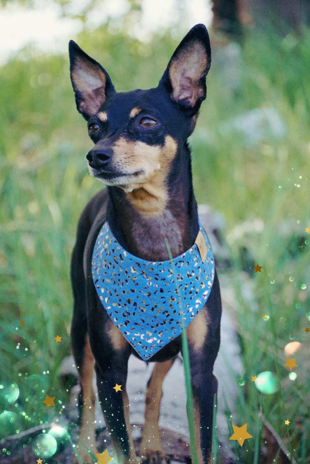 Süßer Zwergpinscher trägt blaues Hundehalstuch mit Leopardenmuster zum Fotoshooting