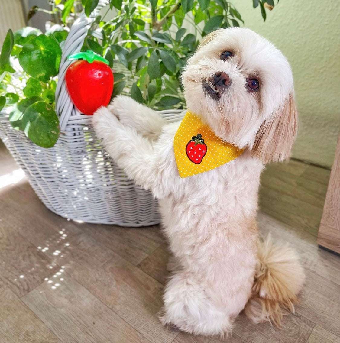 Süßer weißer Hund trägt gelbes Hundehalstuch mit Erdbeere beim Fotoshooting