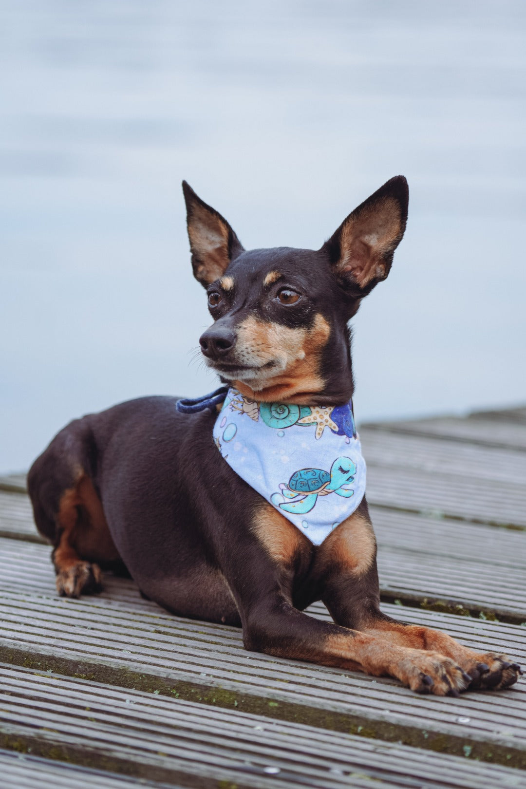 Rehpinscher trägt hellblaues Hundehalstuch mit Muscheln und Schildkröte