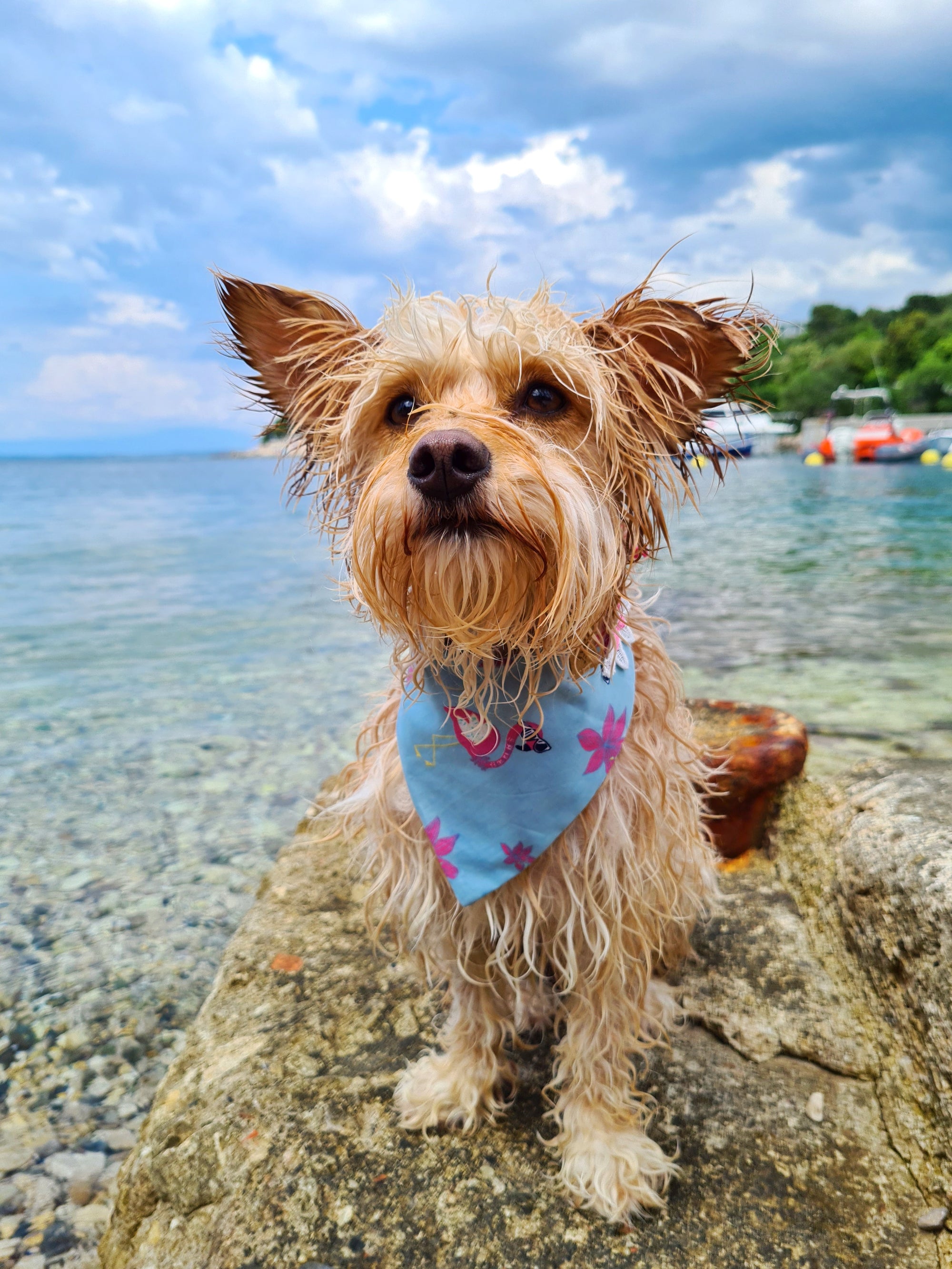 Nasser Hund trägt türkises Hundehalstuch mit Flamingo in Pink am Meer