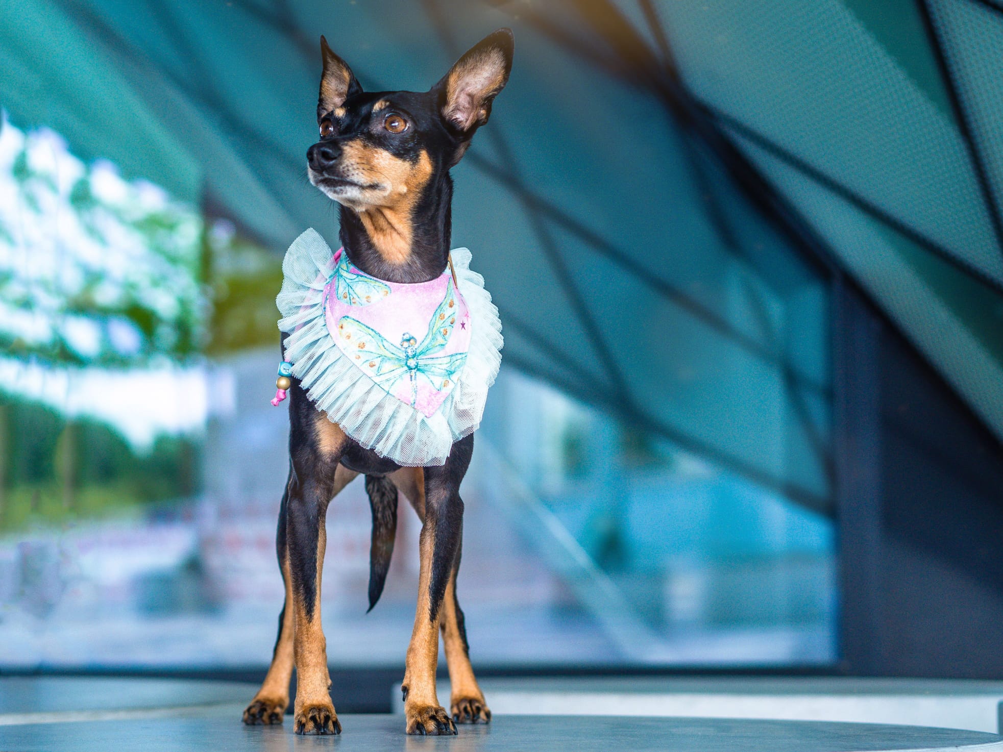 Zwergpinscher trägt rosa Hundehalstuch mit Libellen und türkiser Tüllborte beim Fotoshooting