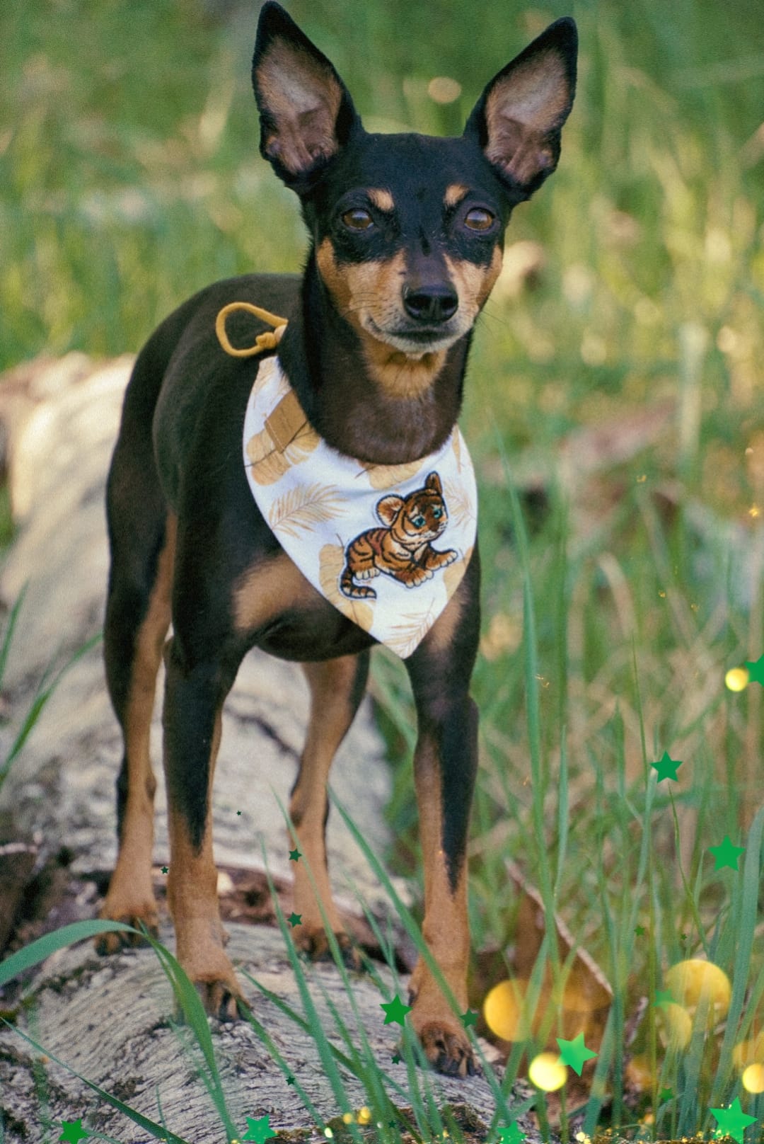 Zwergpinscher trägt Hundehalstuch zum Binden mit Tiger und Blattmuster