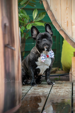 Französische Bulldogge trägt weiß-rote Hundeschleife mit schwarzen Ankern zum Fotoshooting