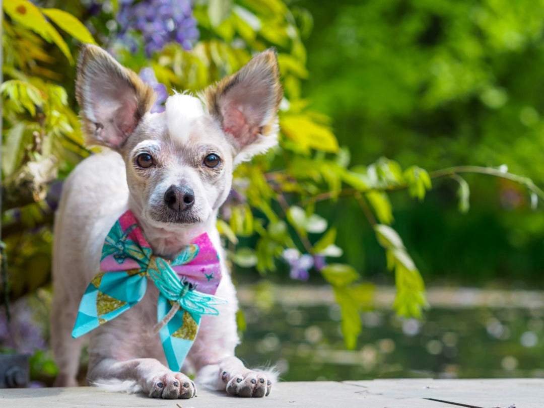 Hundemodel trägt Hundeschleife in pink und türkis mit Libelle beim Fotoshooting