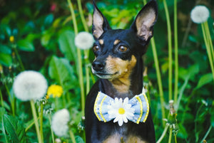 Zwergpinscher trägt Hundeschleife mit Gänseblümchen beim Fotoshooting