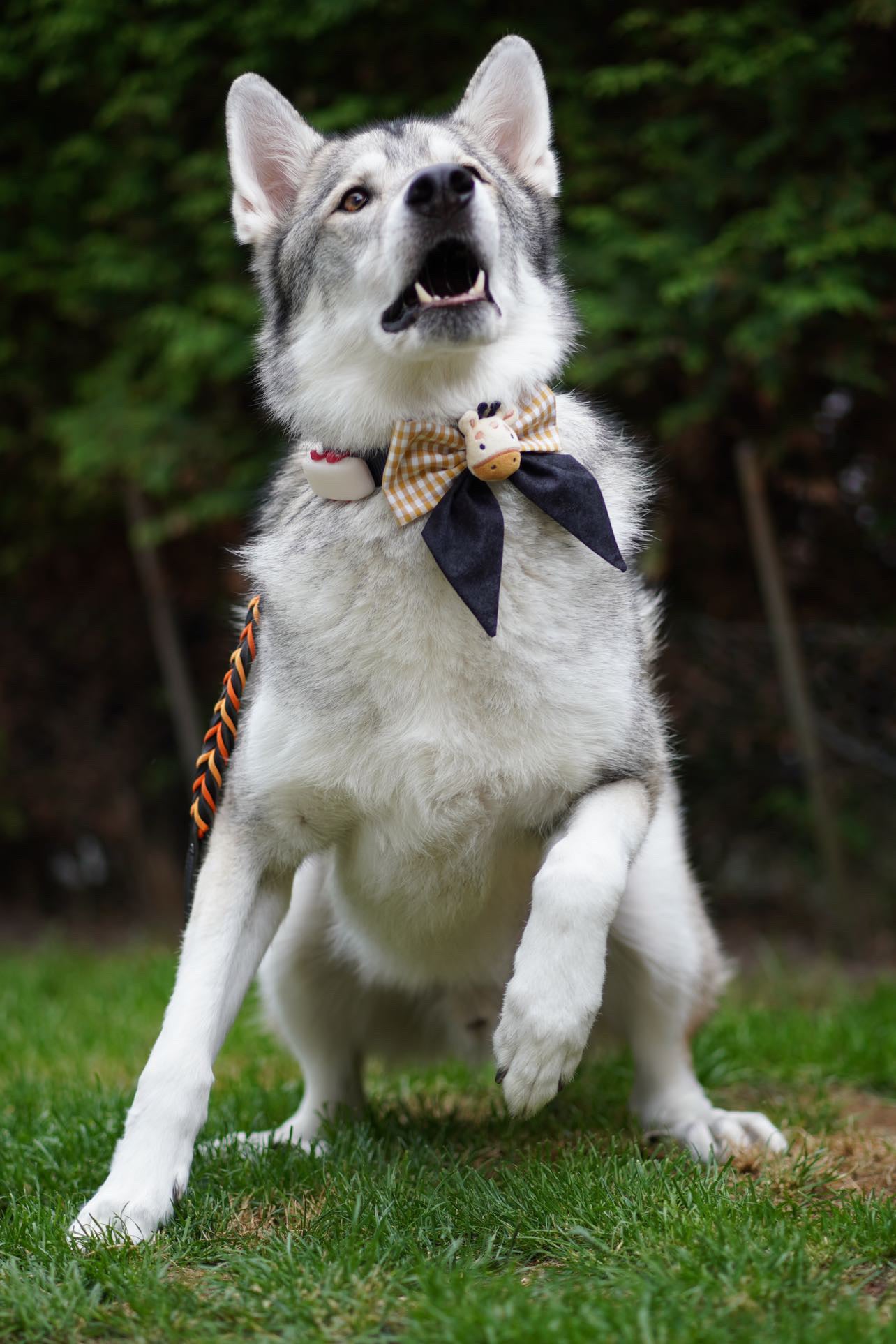 Wolfshund trägt Hundeschleife in gelb und schwarz mit Giraffe beim Fotoshooting