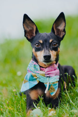 Süßer Zwergpinscher trägt Hundeschleife in türkis, rosa und gold mit Libelle