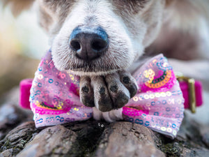 Hundepfote hält Hundeschleife in rosa mit Regenbogen und Pailletten