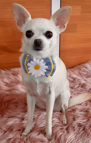 Kleiner weißer Hund trägt blaue Hundeschleife mit Gänseblümchen