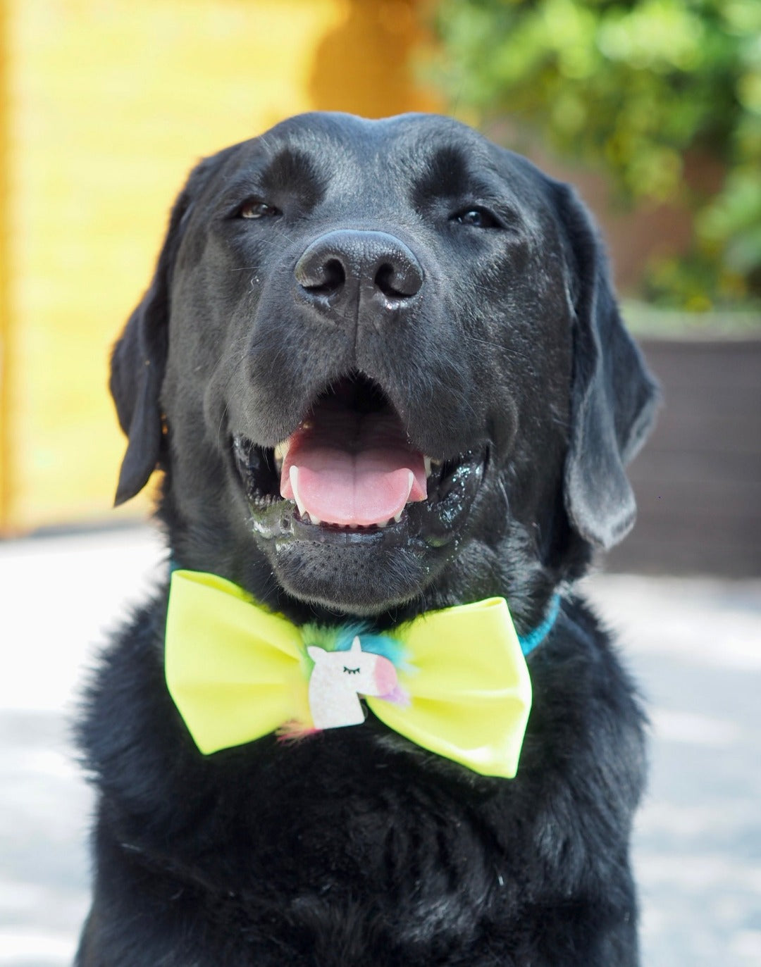 Schwarzer Labrador trägt neongelbe Hundeschleife mit glitzerndem Einhorn