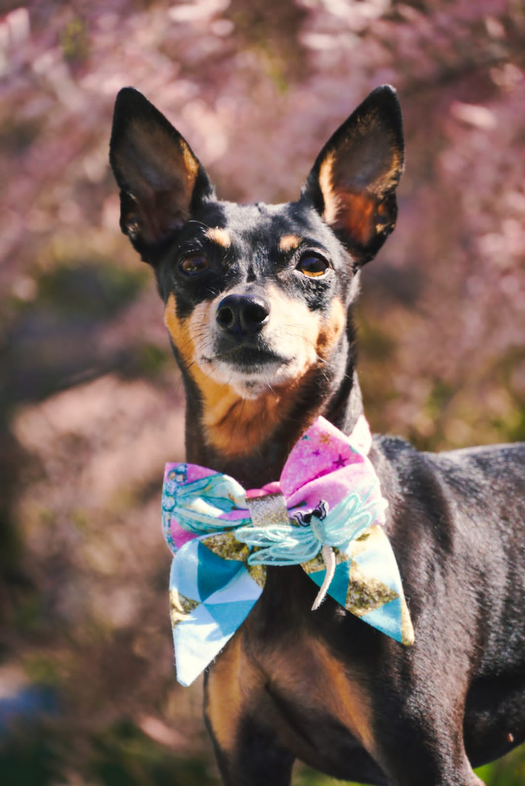 Schwarzer Rehpinscher trägt Hundeschleife in türkis und pink mit Libelle