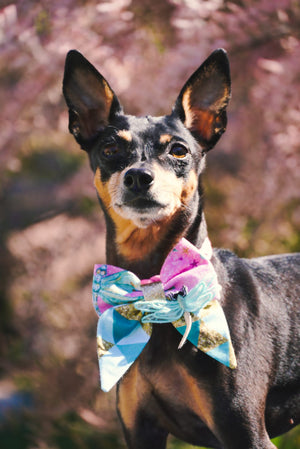 Schwarzer Rehpinscher trägt Hundeschleife in türkis und pink mit Libelle