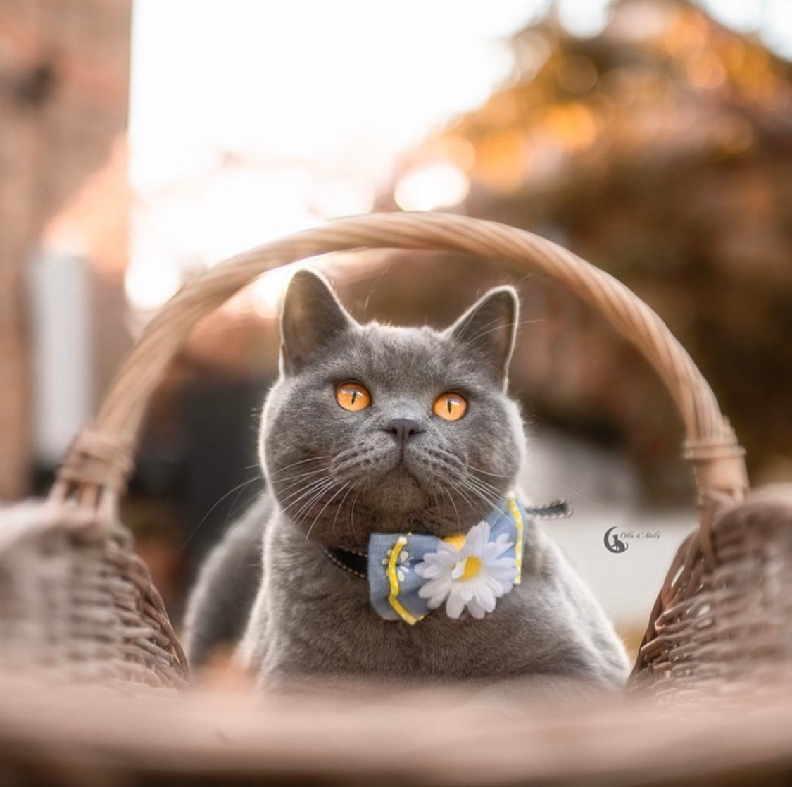 Süße Katze trägt blaue Katzenschleife mit Gänseblümchen beim Fotoshooting
