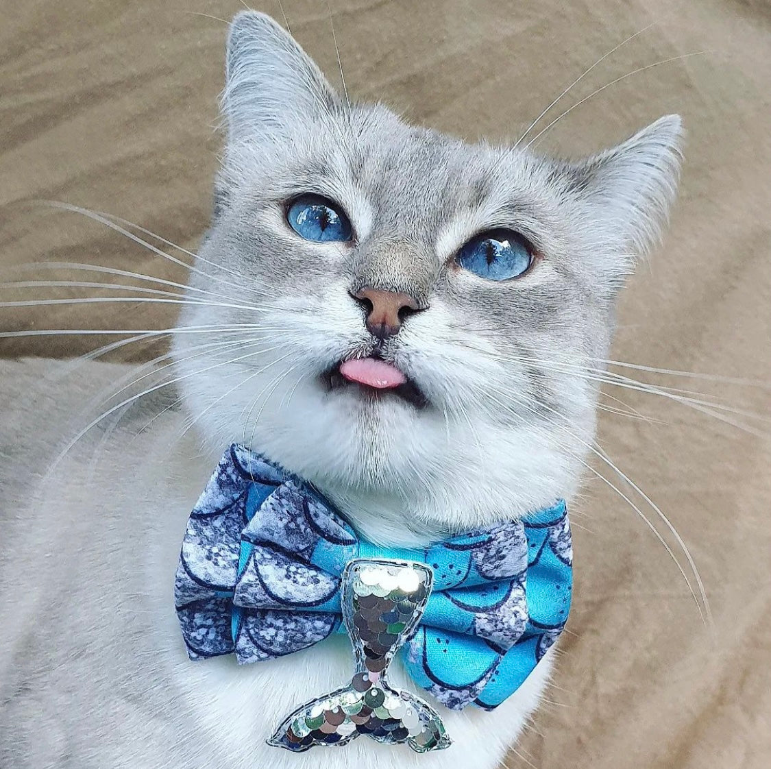 Süße Katze trägt Katzenschleife in türkis und silber mit Schwanzflosse aus Pailletten