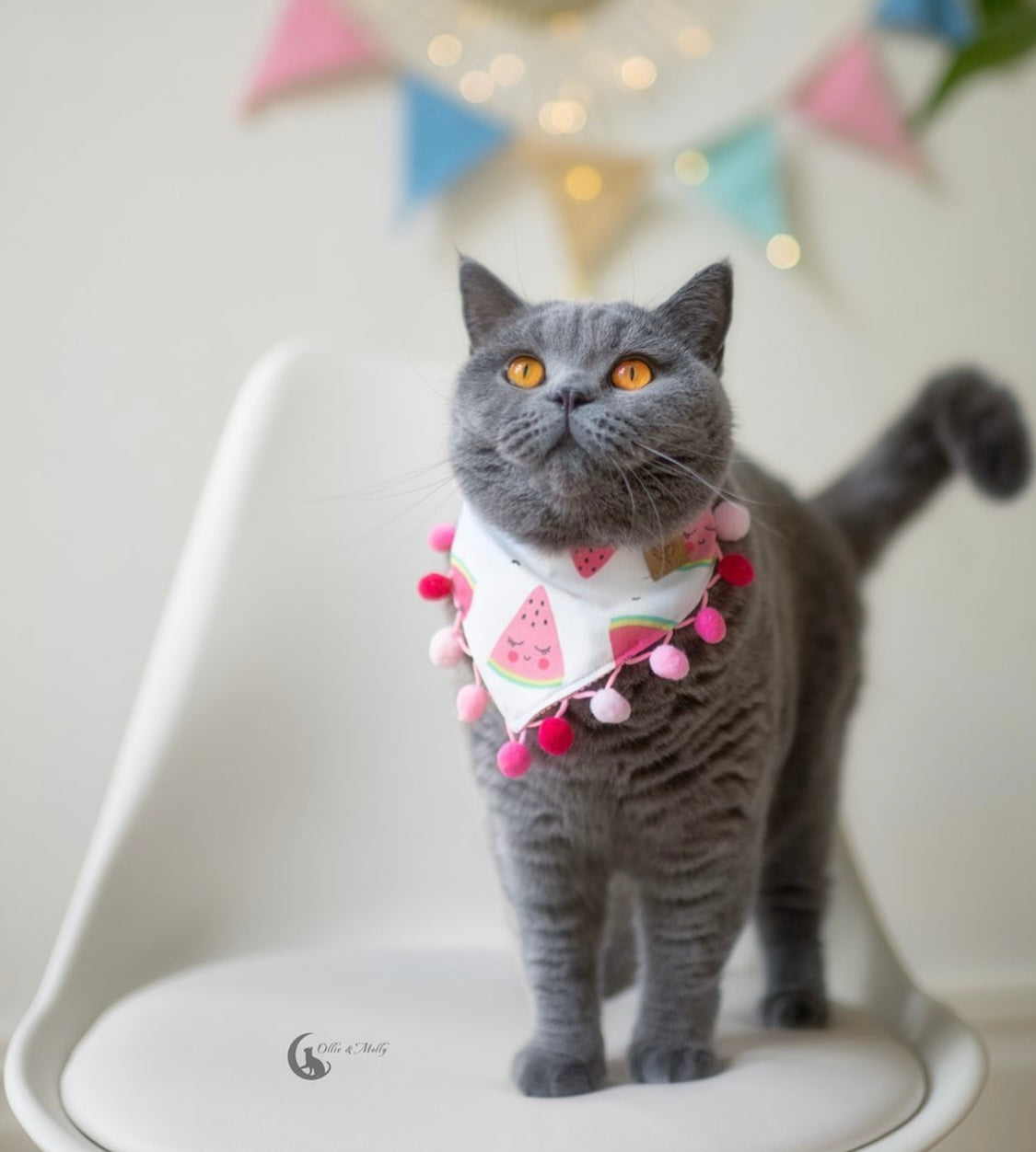 Graue Katze trägt weißes Katzenhalstuch mit Wassermelonen und rosa Bommelborte beim Fotoshooting