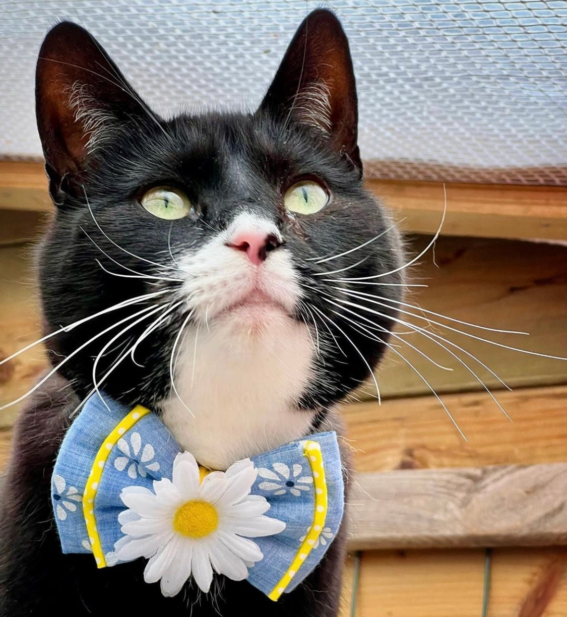Katzenmodel trägt Katzenschleife in blau mit Gänseblümchen