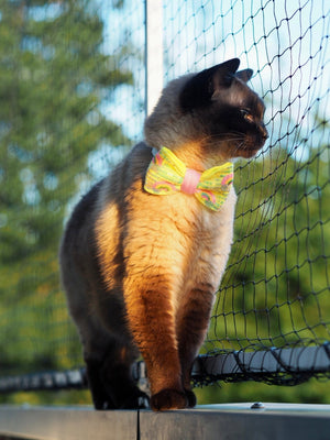 Siamkatze trägt Katzenschleife in gelb mit Pailletten und Regenbogen