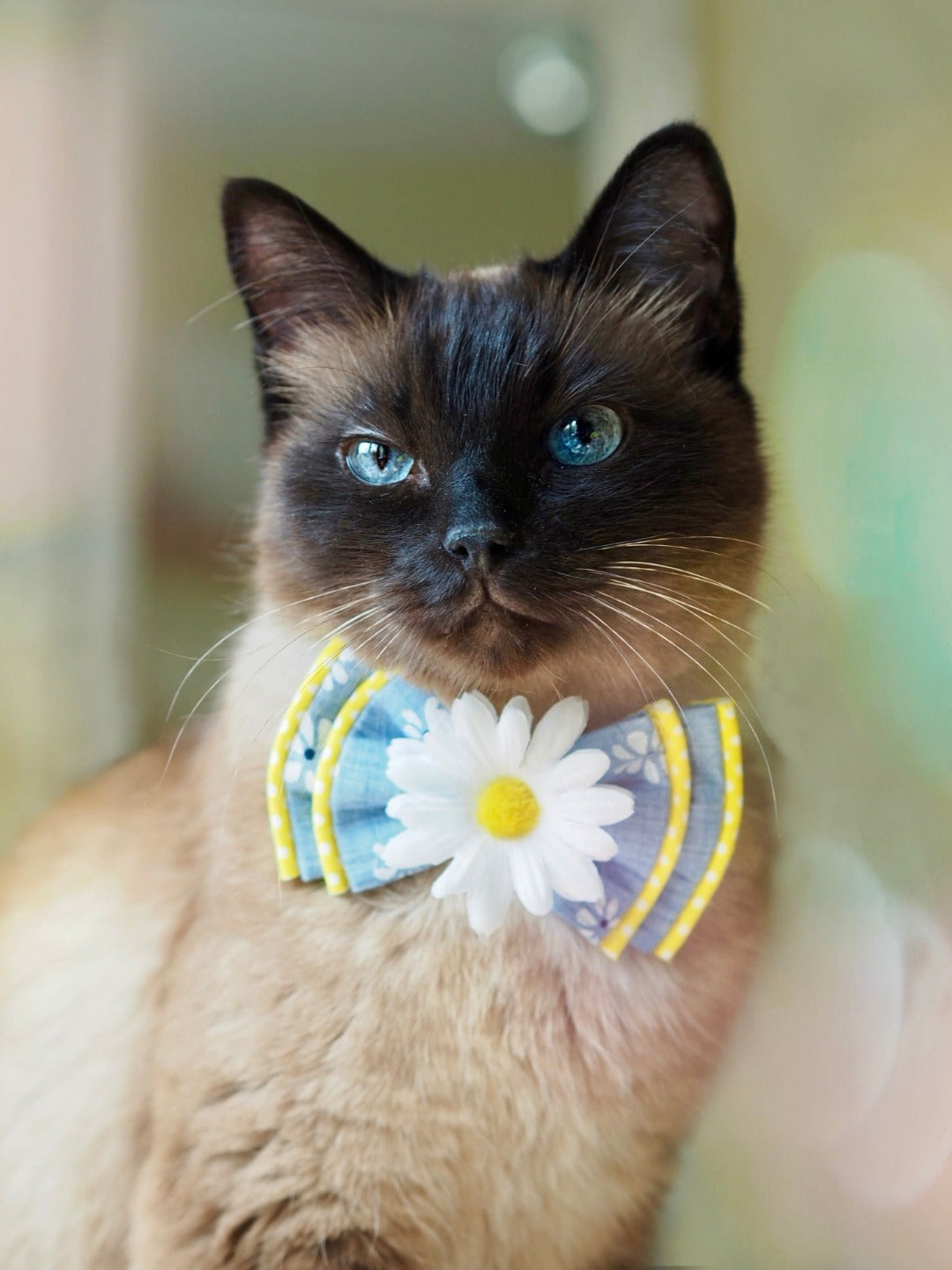 Süße Siamkatze trägt blaue Katzenschleife mit Gänseblümchen
