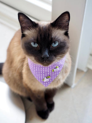 Katzen Halstuch * Katzenhalstuch * Katzen Bandana * Punkte * Blumen * lila * Purrple-Love