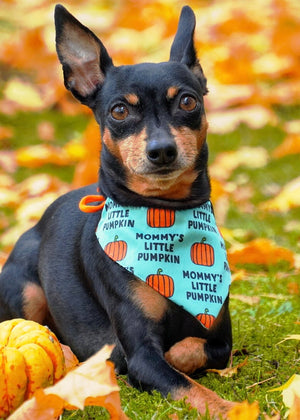 Hundehalstuch - Katzenhalstuch - Kürbis - Mommy's little Pumpkin