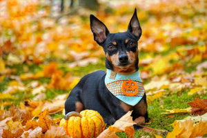 Hundehalstuch - Katzenhalstuch - Kürbis - Mommy's little Pumpkin