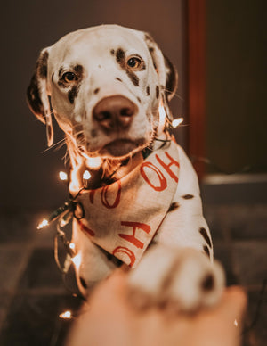 Weihnachten * Hunde Halstuch * Hundehalstuch * Katzen Halstuch * Katzenhalstuch * kariert * rot * beige * Ho-ly moly!