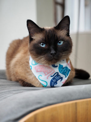 Katzenhalstuch - Katzenaccessoires - Herz - Meowtivate me