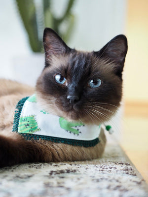 Katzenhalstuch - Katzenaccessoires - Kaktus - Catcus